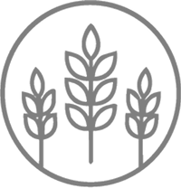 Wheat stalks icon