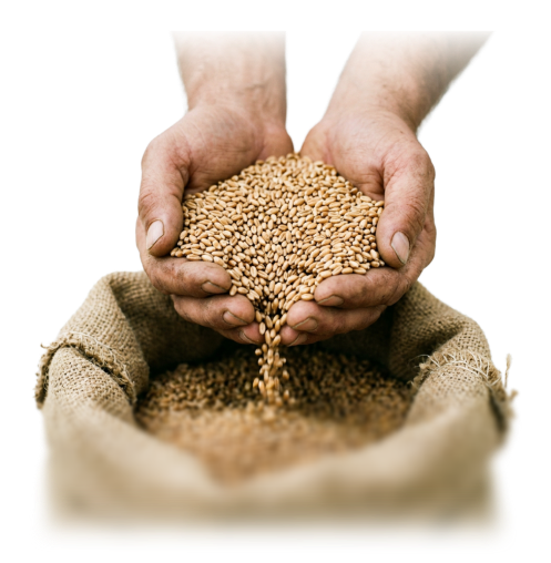 A person’s hands hold a mound of golden grains, gently pouring some into a burlap sack below. The background is neutral, emphasizing the texture of the grains and the earthy tones of the fabric.